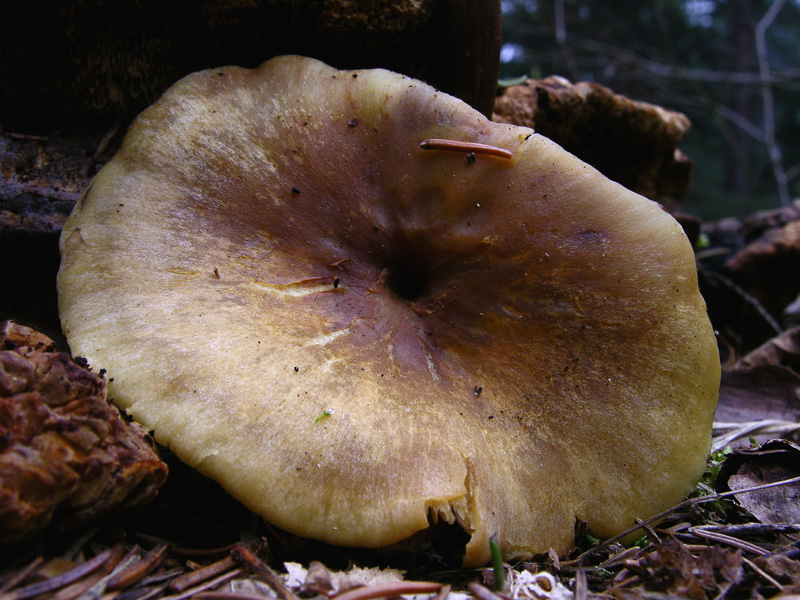 Giro in abetaia e pineta.